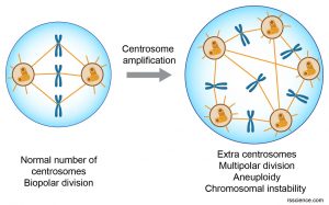 Centrosomes - the engine of cell division - definition, structure ...