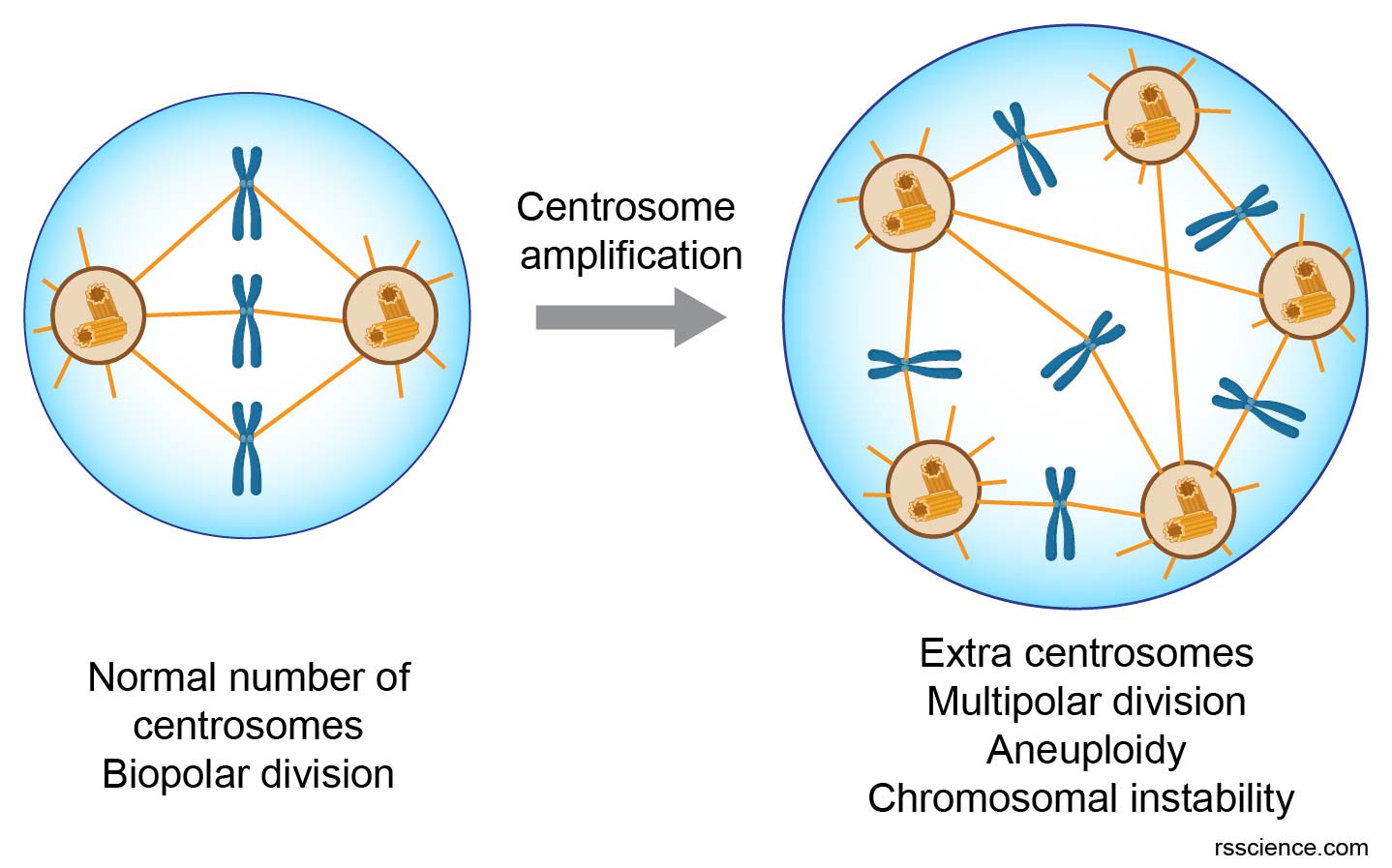 centrosome