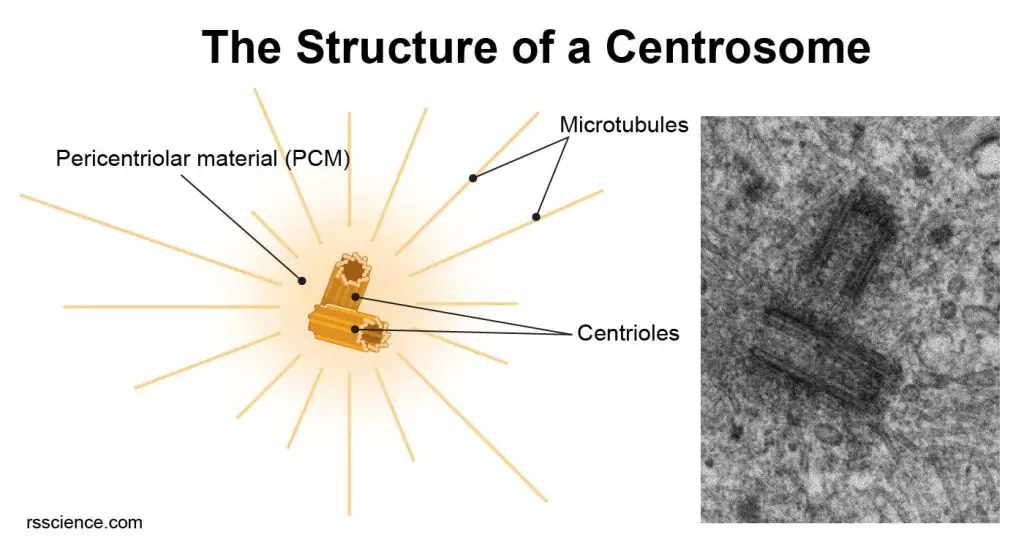 centrosome-centrioles-structure-electron-micrography