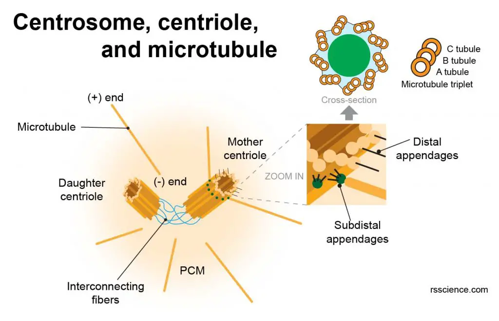 centrosomes-centrioles-microtubule