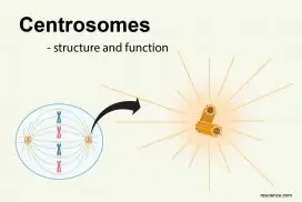 centrosomes structure and function