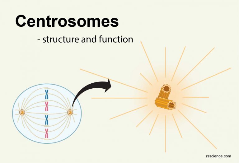 Centrosomes the engine of cell division definition, structure