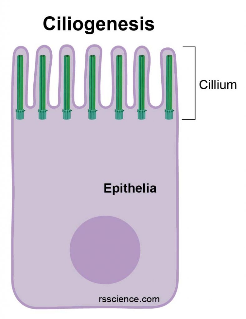 ciliogenesis-cilia