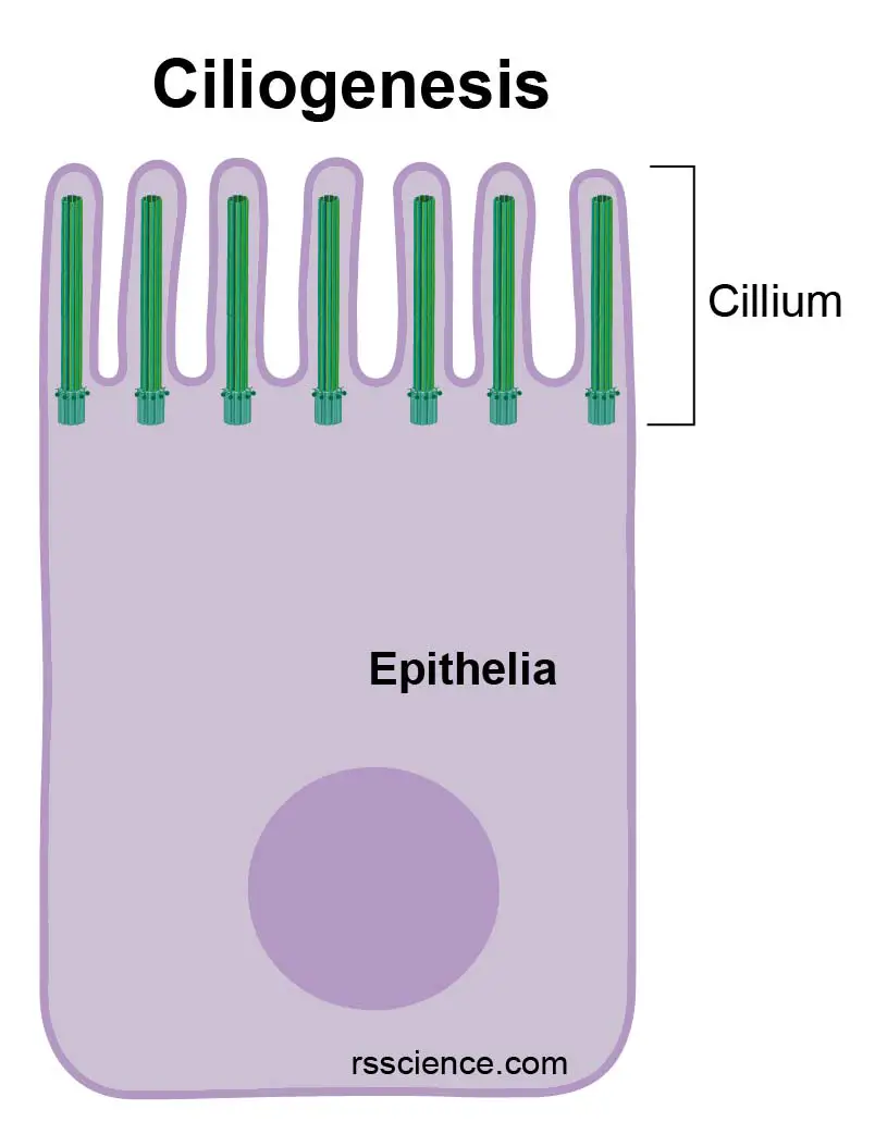 Centrosomes - The Engine Of Cell Division - Definition, Structure ...