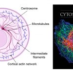 cytoskeleton-network-diagram-animal-cell