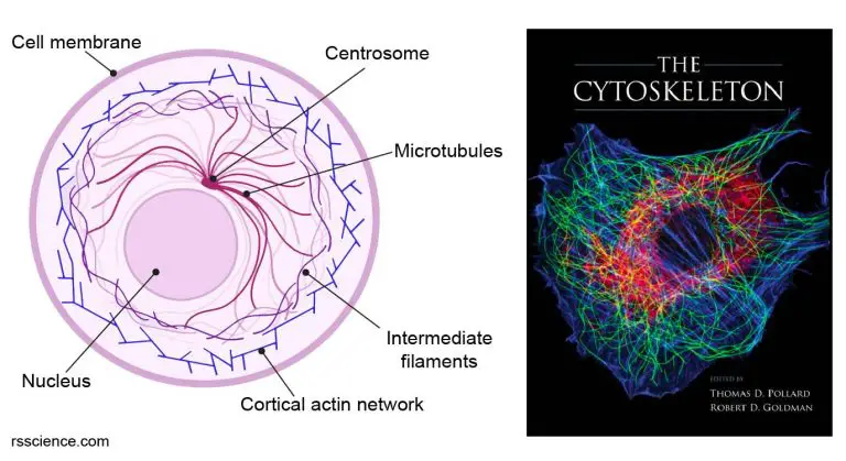 Cytoskeleton The Muscle And The Bone Of A Cell Definition