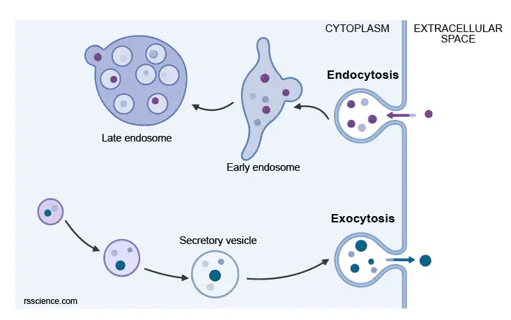 endocytosis-vs-exocytosis