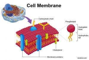 Cell membrane - definition, structure, function, and biology