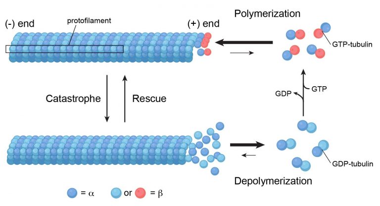 Centrosomes - The Engine Of Cell Division - Definition, Structure ...