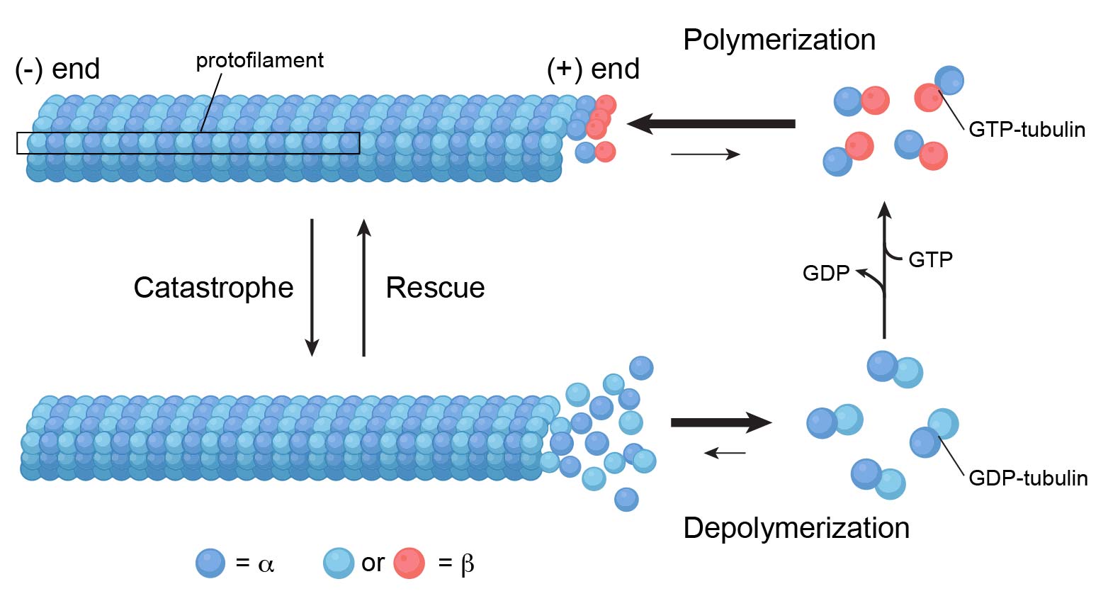 Cytoskeleton the muscle and the bone of a cell definition, structure, function, and biology