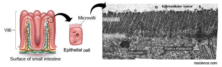 microvilli-function-tem