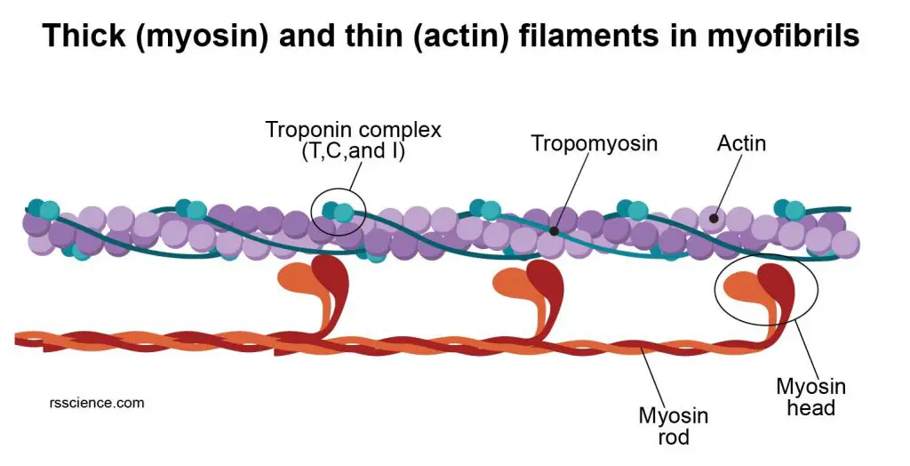 myosin and actin