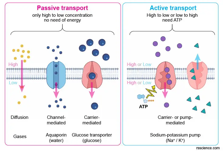 passive-transport-active-transport