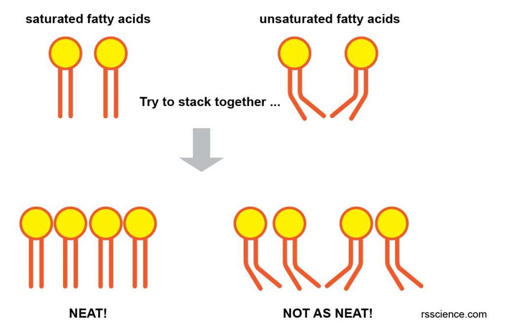 saturated-and-unsaturated-fatty-acids-cell-membrane-fluidity