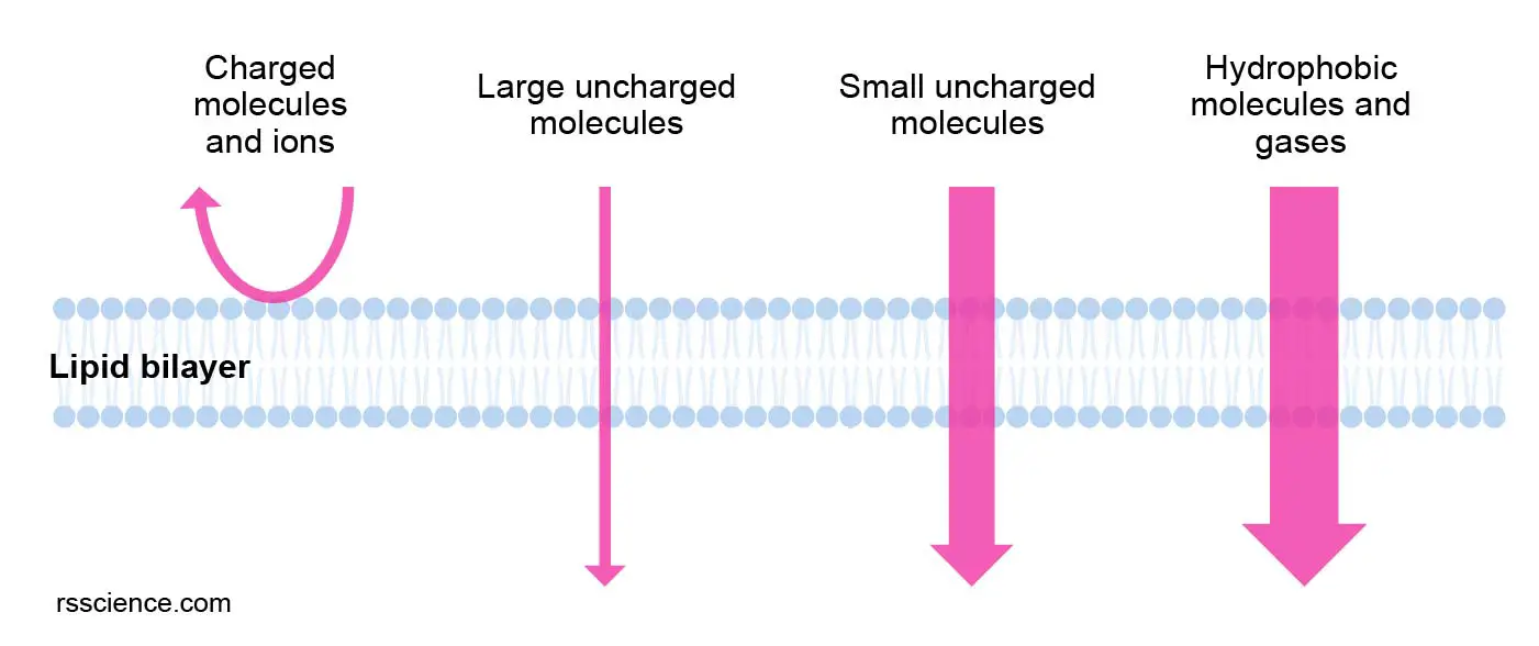 Cell membrane definition, structure, function, and biology