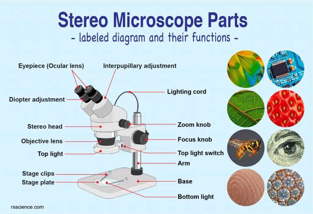 Parts of Stereo Microscope (Dissecting microscope) – labeled diagram ...