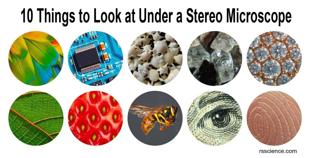 things-to-look-at-under-stereo-microscope