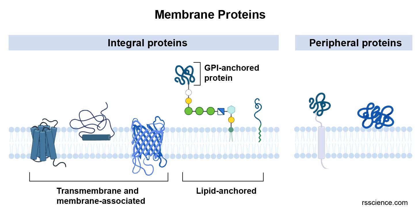 Cell Membrane - Definition, Structure, Function, And Biology