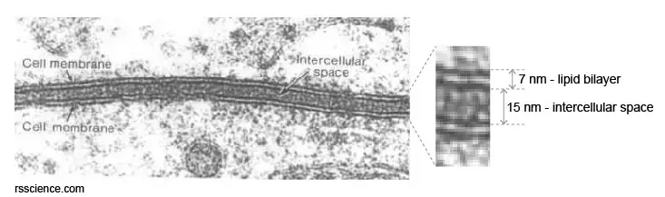 transmission-electron-microscopy-cell-membrane