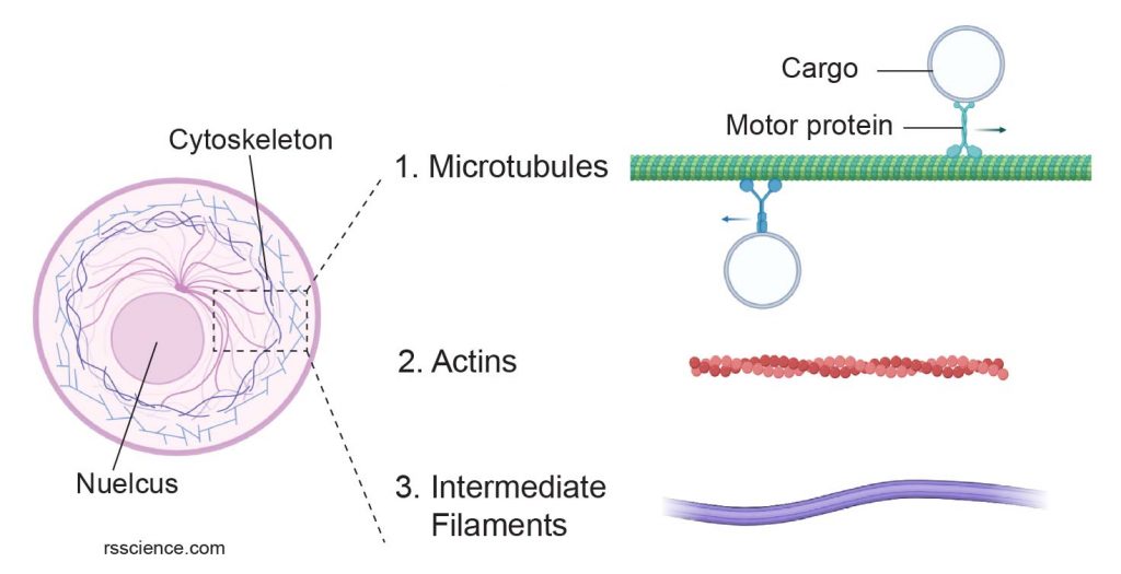 types-cytoskeleton-actin-microtubule-imtermediate-filament