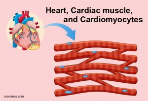 Cardiomyocytes (Cardiac Muscle Cells) - Structure, Function, Cell ...