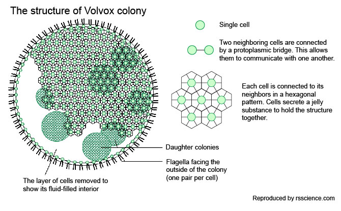 Volvox-colony-structure