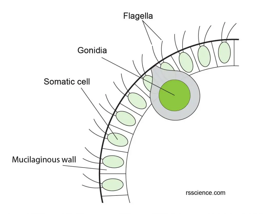 Volvox-gonidia-Asexual-reproduction