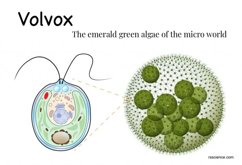 Volvox microscope colony structure