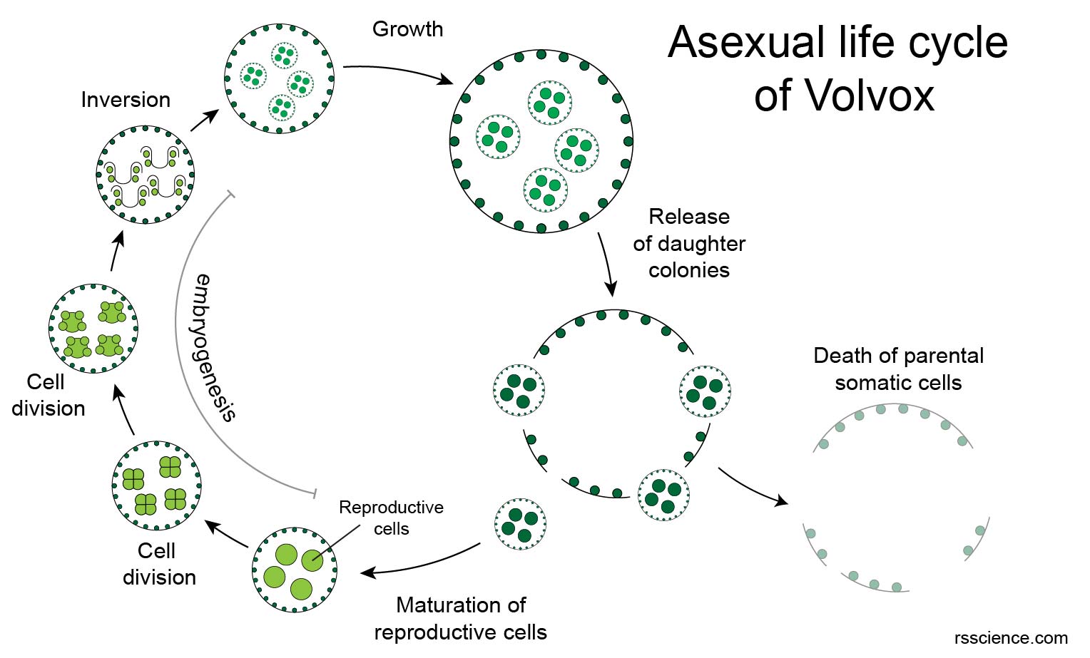 Volvox The emerald green algae of the micro world