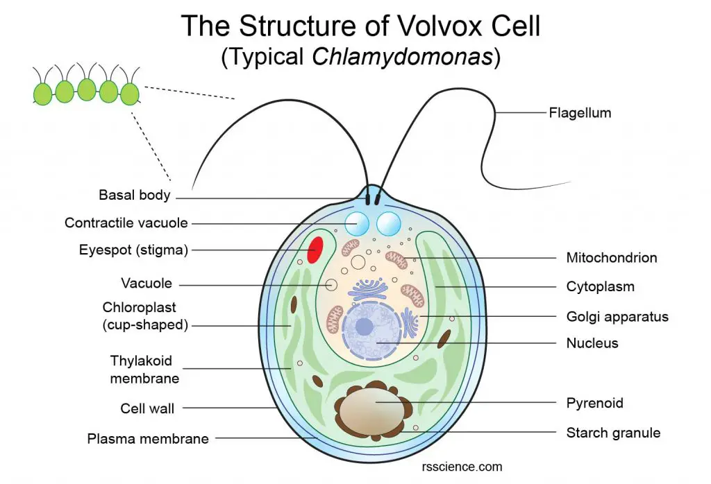 Volvox Under Microscope Labeled