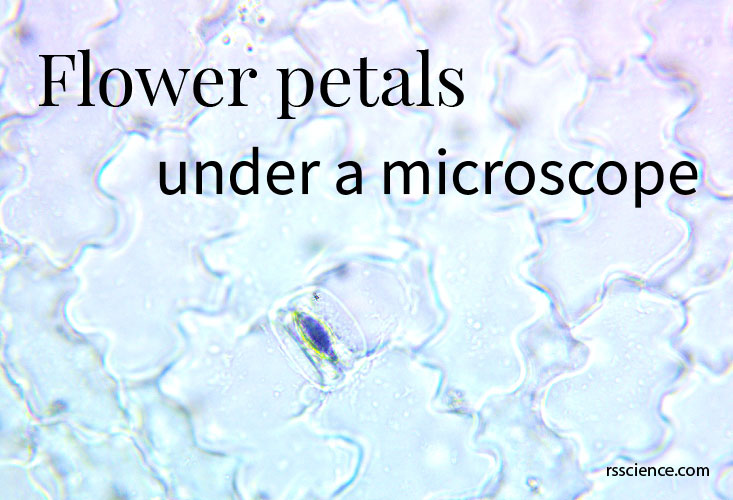 flower petals under a microscope