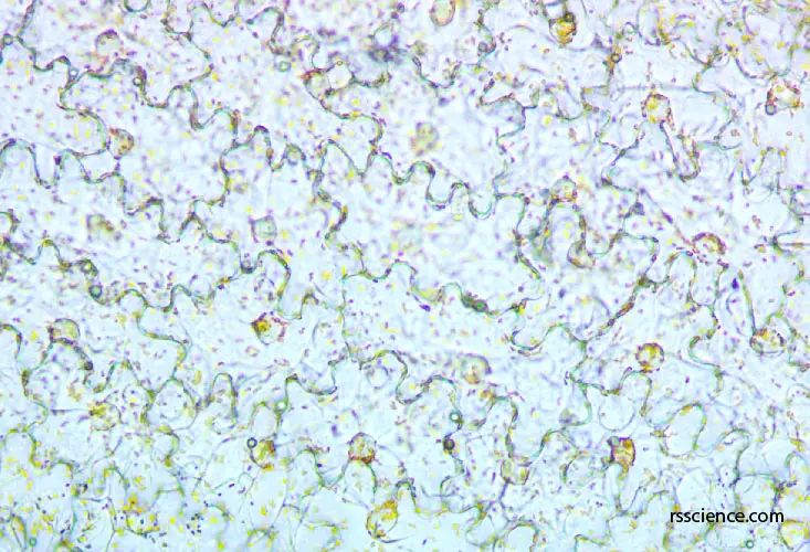 lily-petal-under-microscope