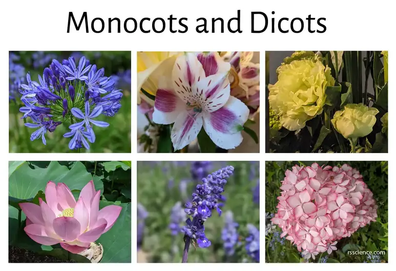Identify garden flowers pictures