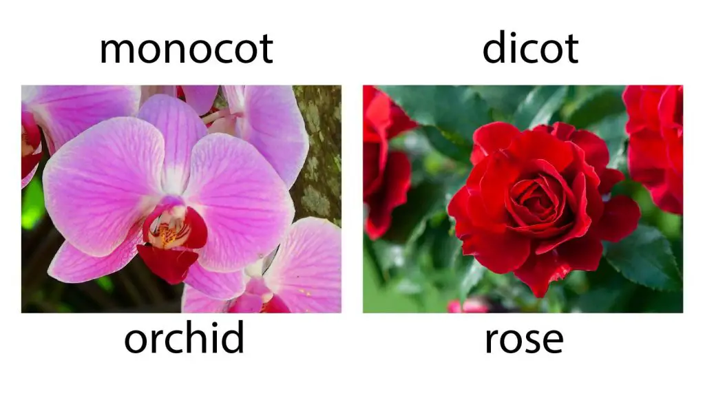 monocot-orchid-dicot-rose-flower-petals