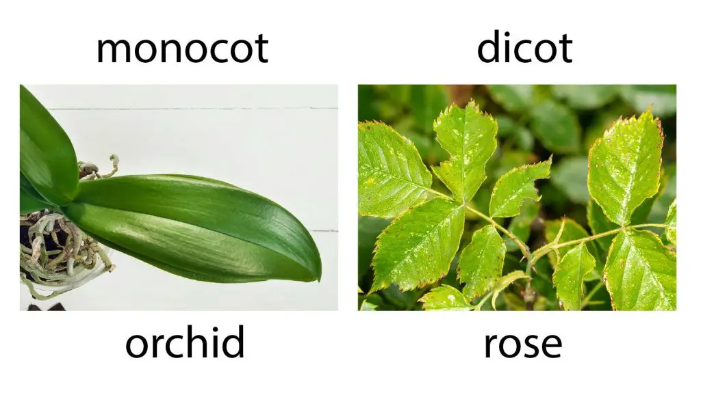 monocot-orchid-dicot-rose-leave