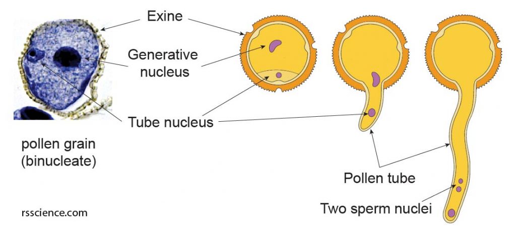 pollen-grain-structure-exine-binucleate