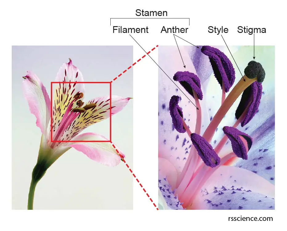 flower-structure-biology-for-non-majors-ii