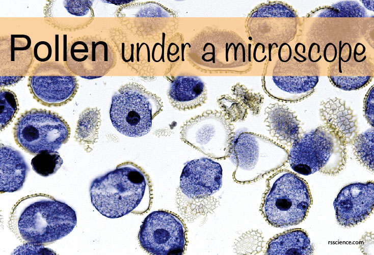 pollen microscope cover