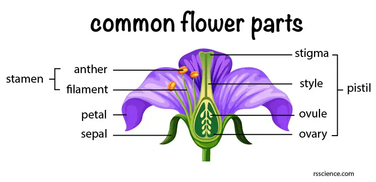 stamen-pistil-petal-common-flower-part