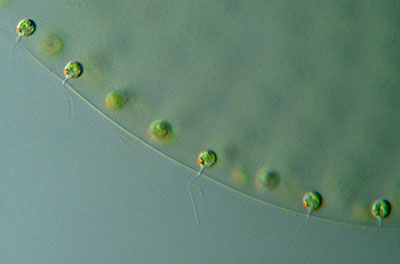 vegetative-cells-on-the-surface-of-a-Volvox-colony