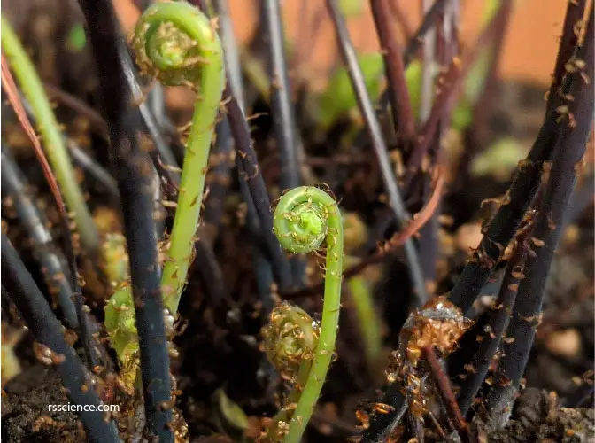 coiled-young-fern