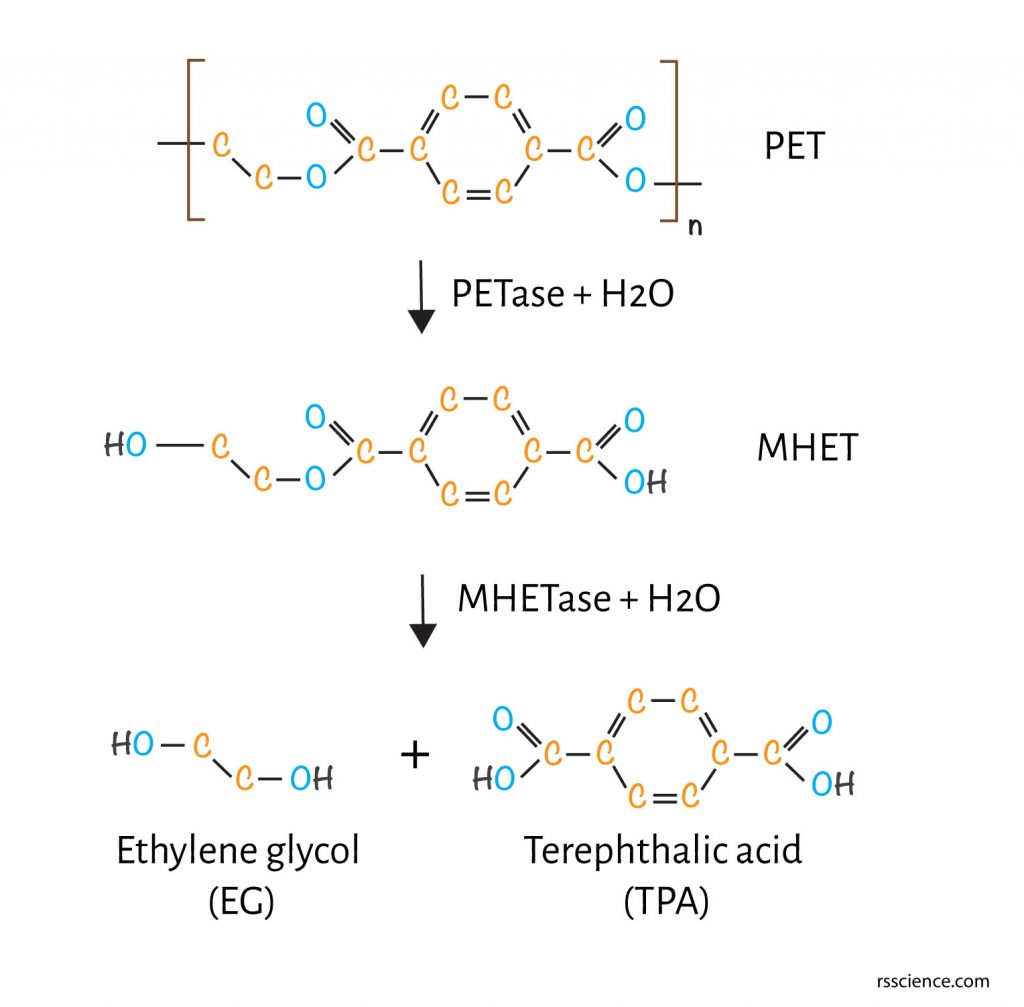 pet-mhet-petase-biodegrade-polymer