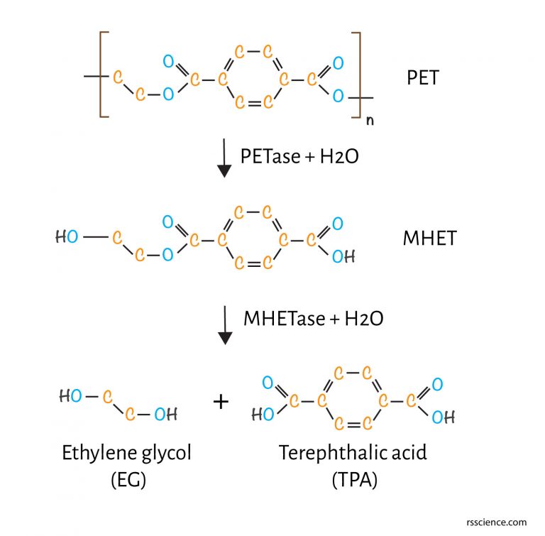 Plastic Eating Bacteria how they work PETase that can break down