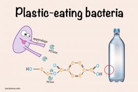 plastic eating bacteria how they work cover