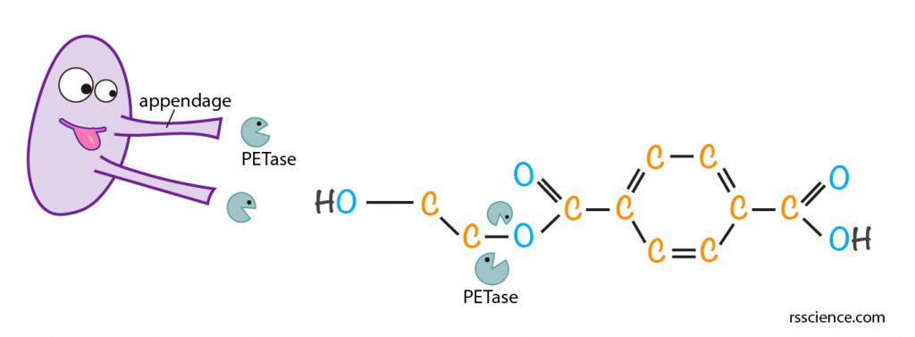 plastic-eating-bacteria-works-PETase-appendage