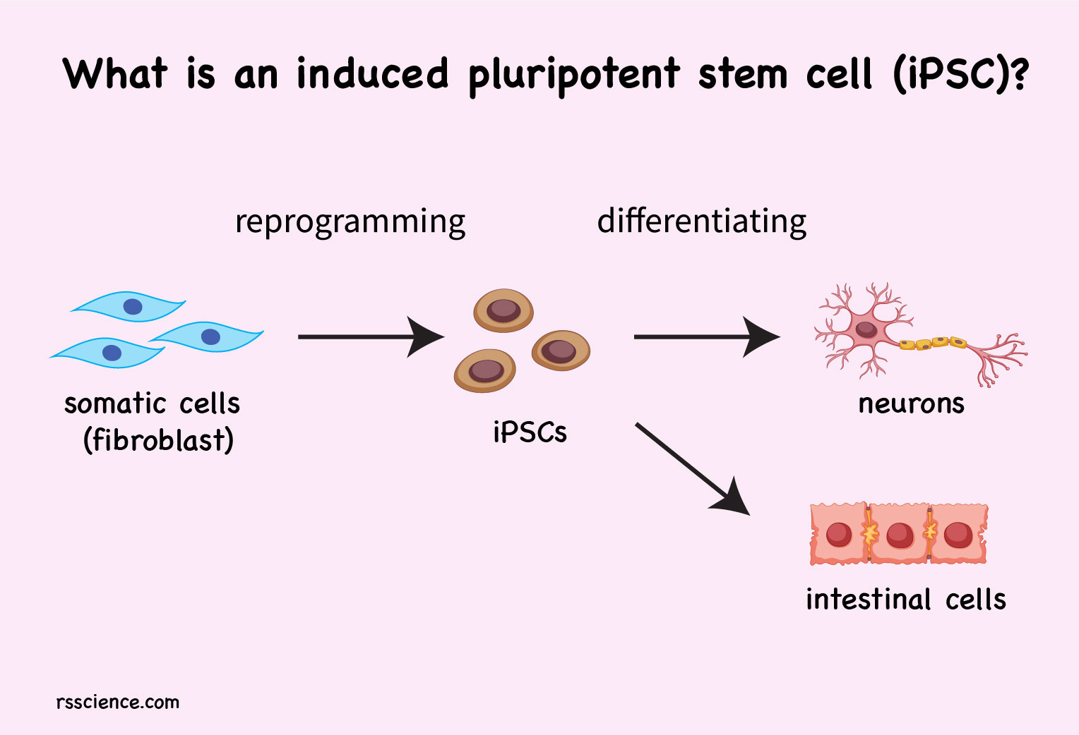 Ipsc Cells 1603