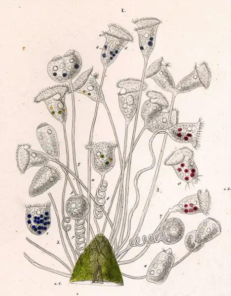 Vorticella-nebulifera