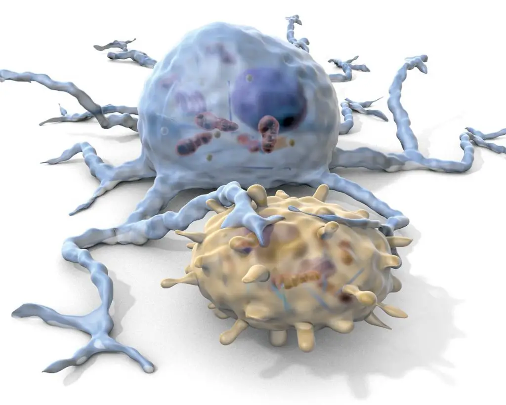 A-dendritic-cell-engages-a-T-cell