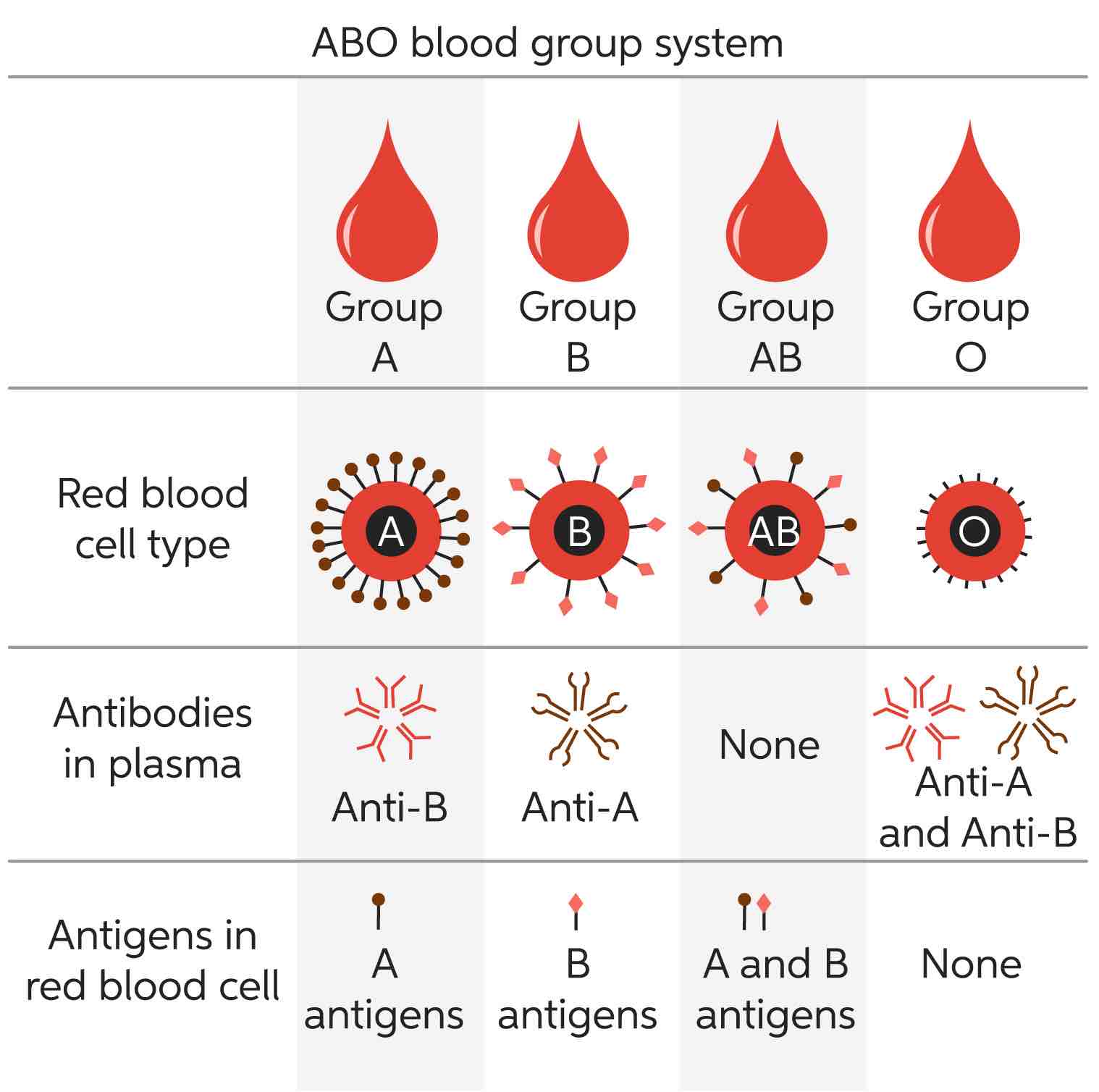 Red Blood Cells – Definition, Biology, And Observation Under The Microscope