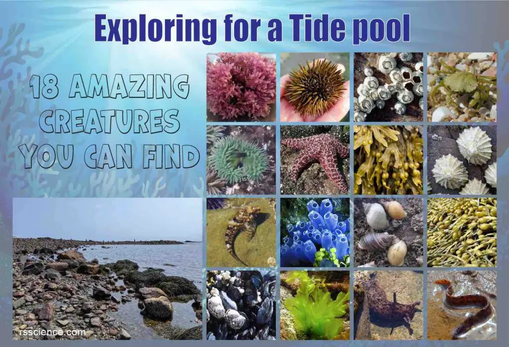 Amazing creatures tide pool cover